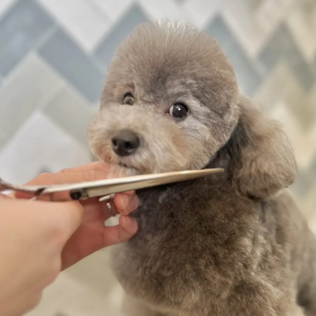 トリミング 犬