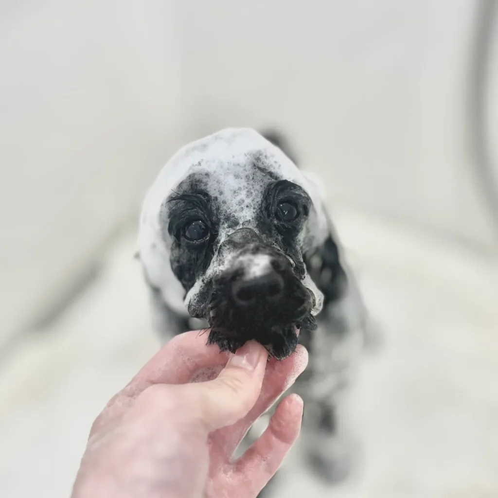 トリミング　犬　シャンプー