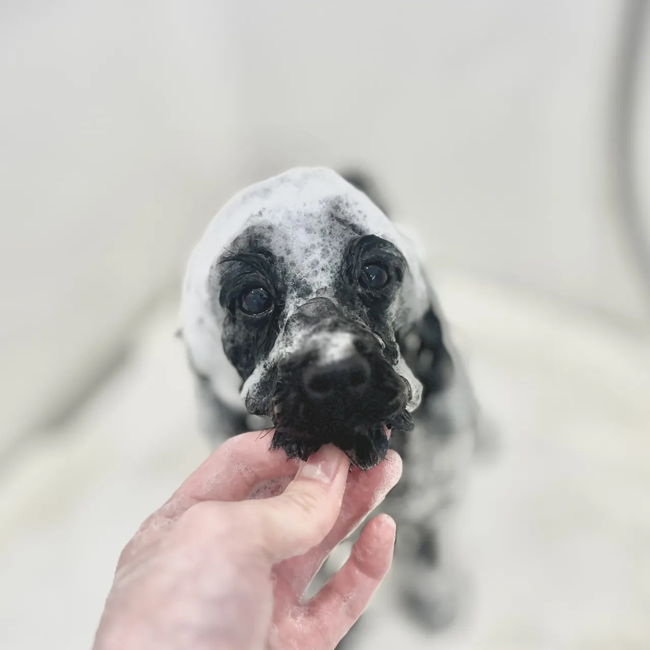 トリミング　犬　シャンプー