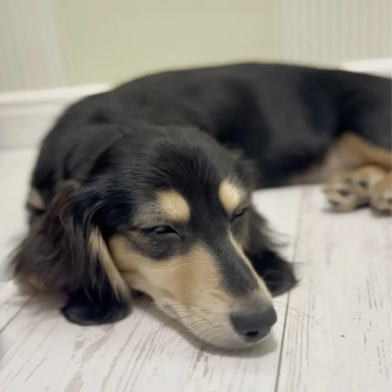 トリミング　犬　ペットホテル